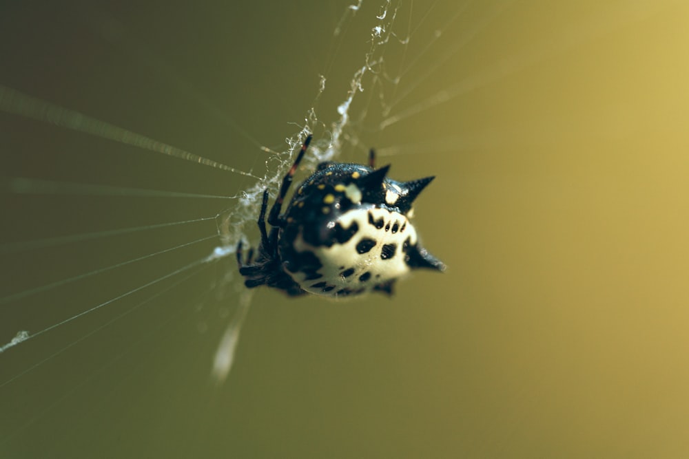 a black and white spider sitting on top of a web