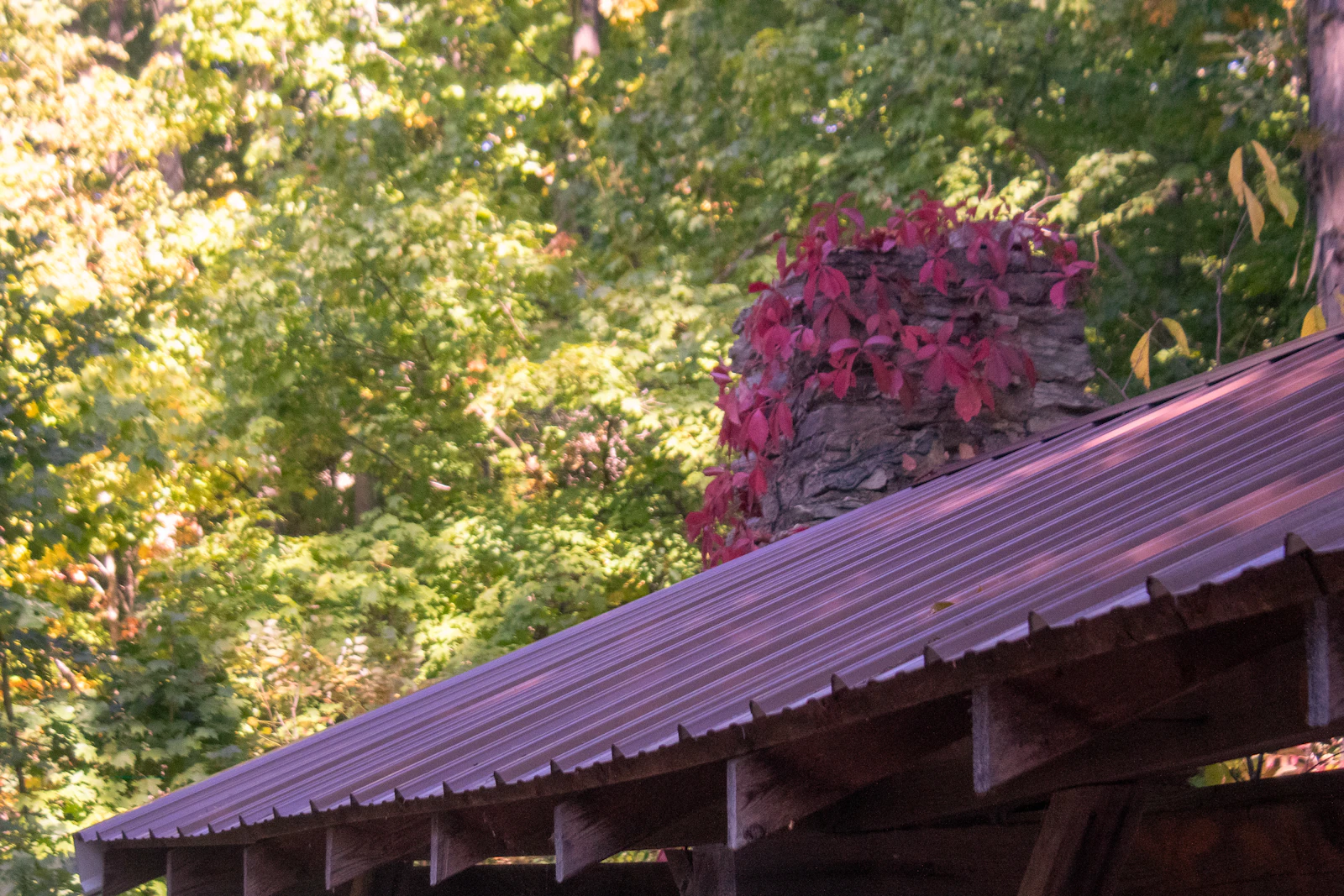A home surrounded by fallen autumn leaves