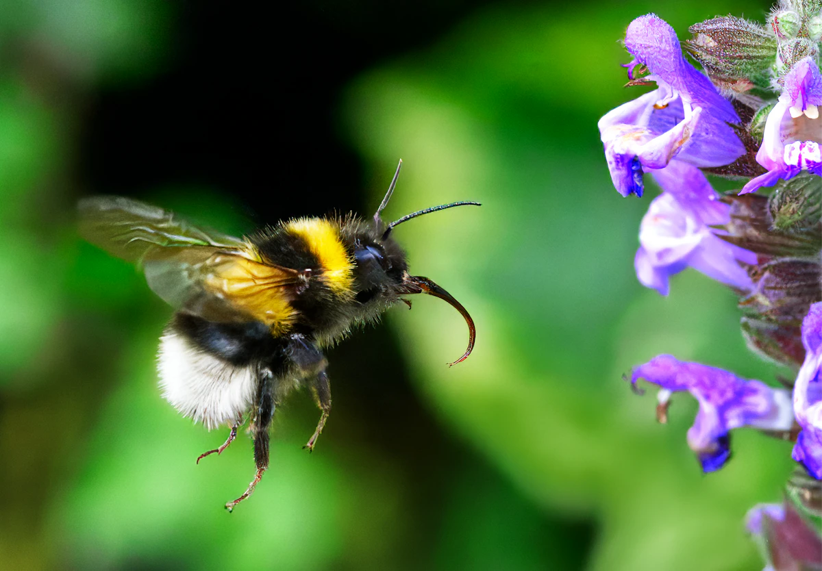A bee in flight beside a flower