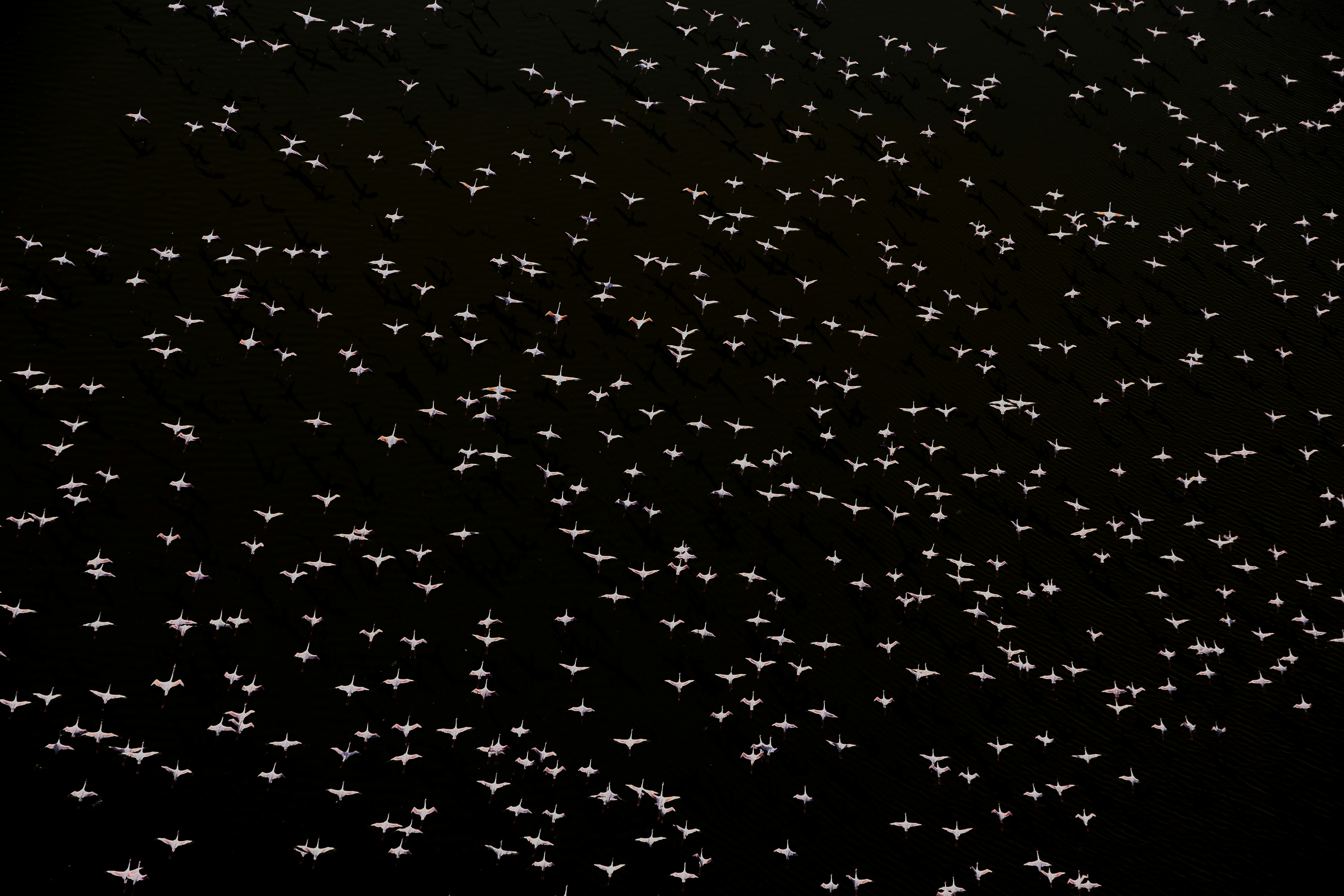a large group of white stars on a black background