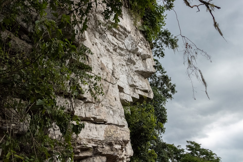 a large rock face with trees growing on it