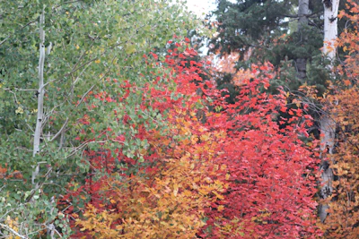 Students engaged in an outdoor science experiment amidst vibrant autumn trees.