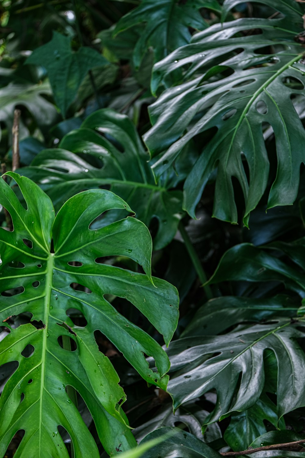 a large green leafy plant in the middle of a forest