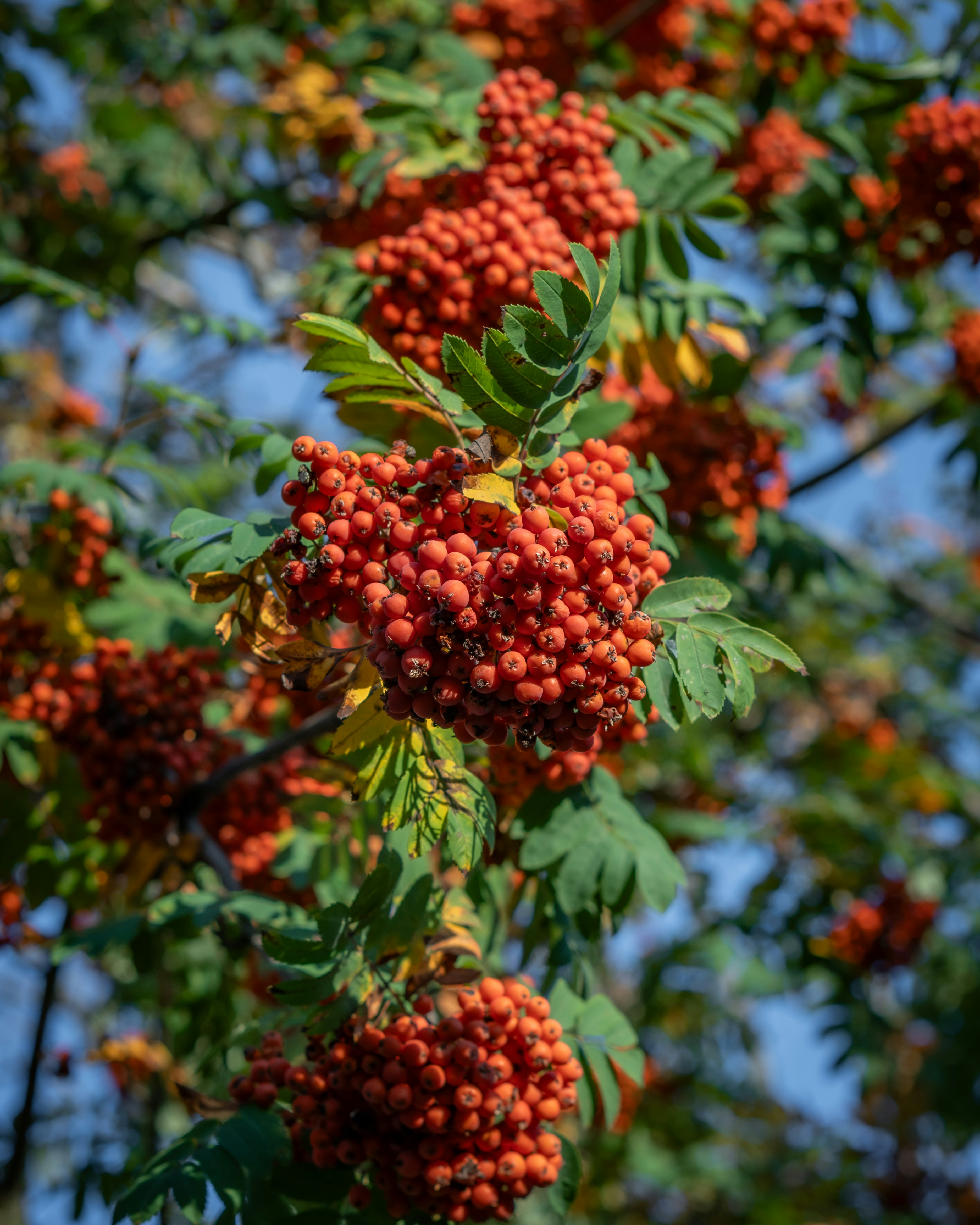 Photo by the_ahnafpiash