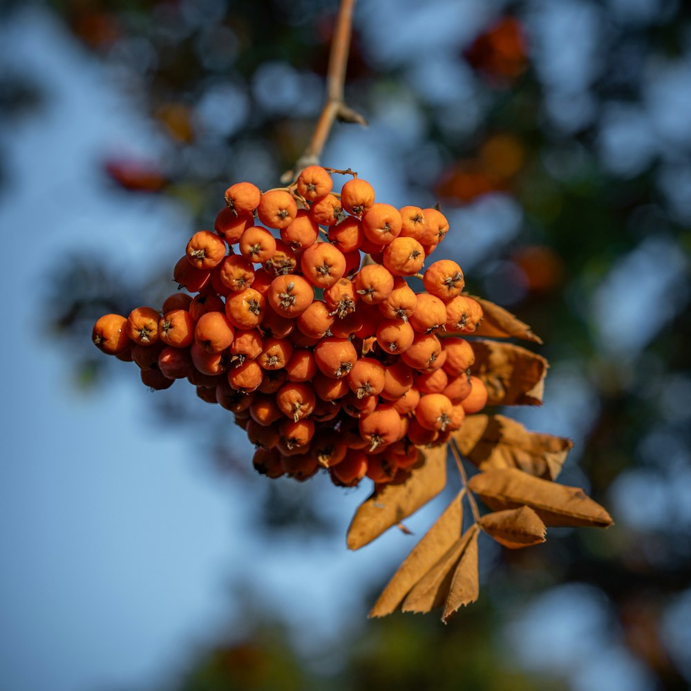 a bunch of berries hanging from a tree