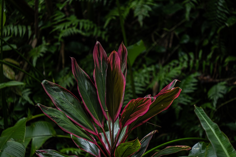a red and green plant with lots of leaves