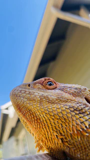 Golden doodle puppy and bearded dragon sharing a sunny backyard moment.