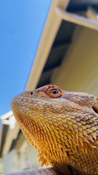 Golden doodle puppy and bearded dragon sharing a sunny backyard moment.