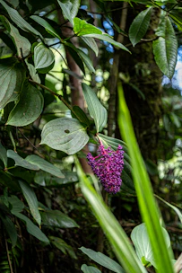 Rich, dark açaí berries dripping with dew against a backdrop of dense jungle foliage and subtle neon green highlights.