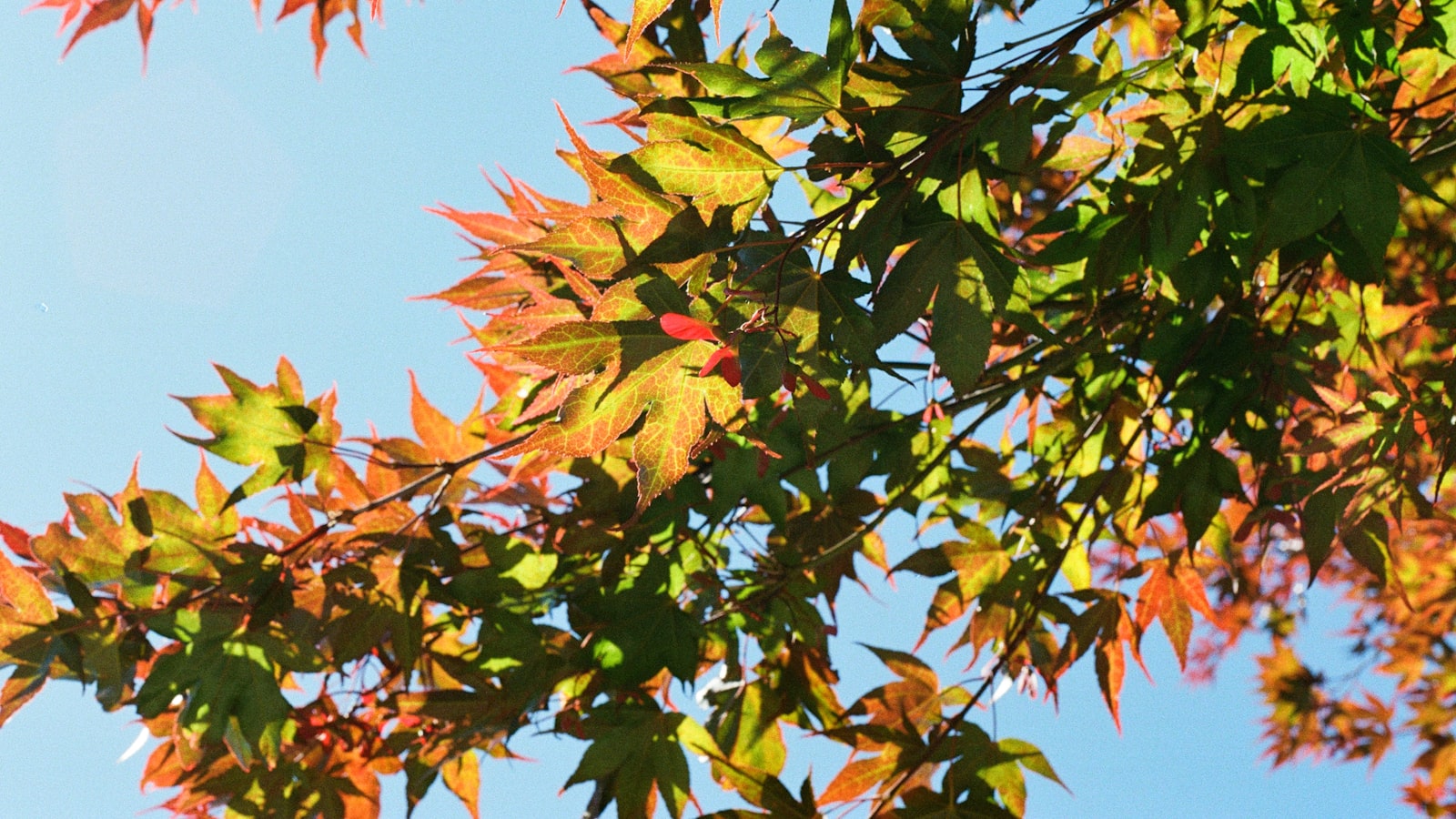 Nurturing Tender Seedlings: Strategies for Ensuring Adequate Sunlight Exposure