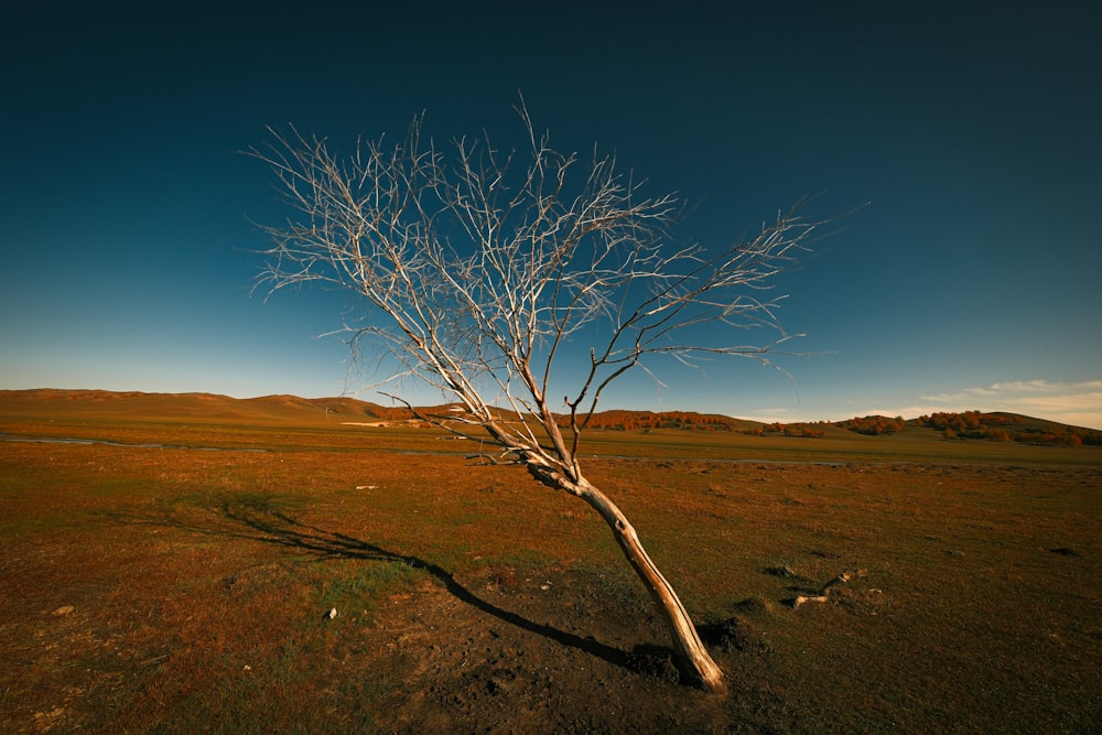 a bare tree in a field with a blue sky in the background