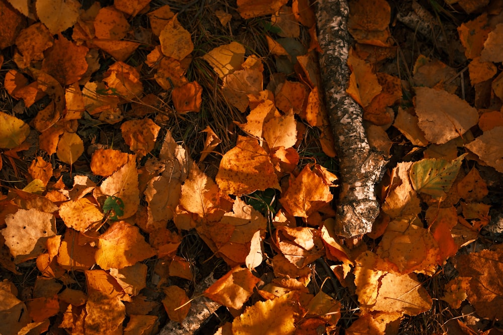 a bunch of leaves that are laying on the ground