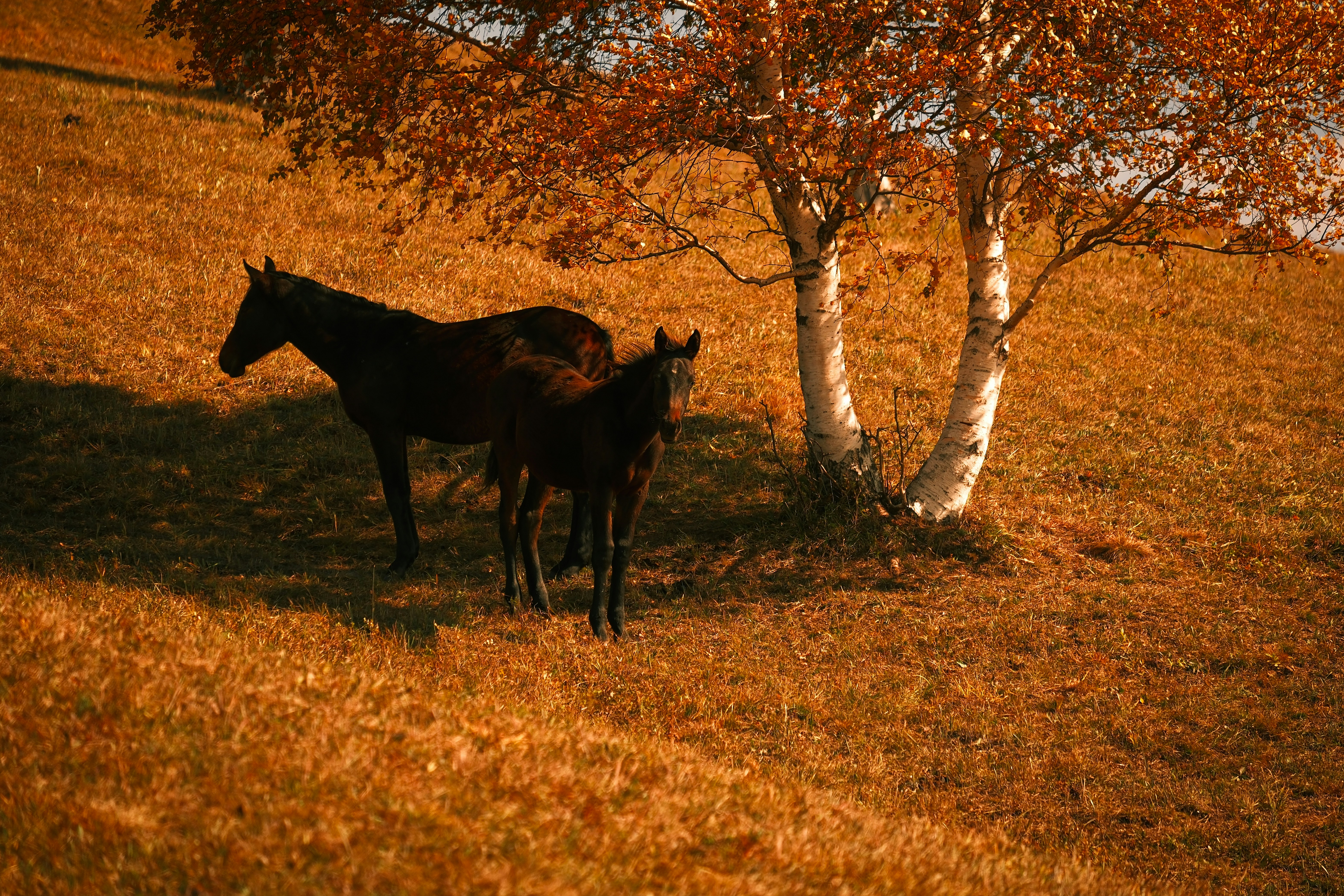 a couple of horses standing next to a tree