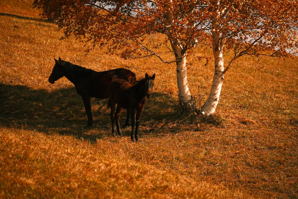 a couple of horses standing next to a tree