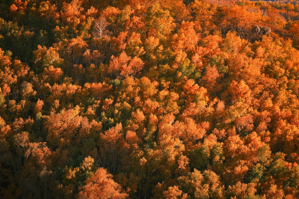 a forest filled with lots of trees covered in orange and yellow leaves
