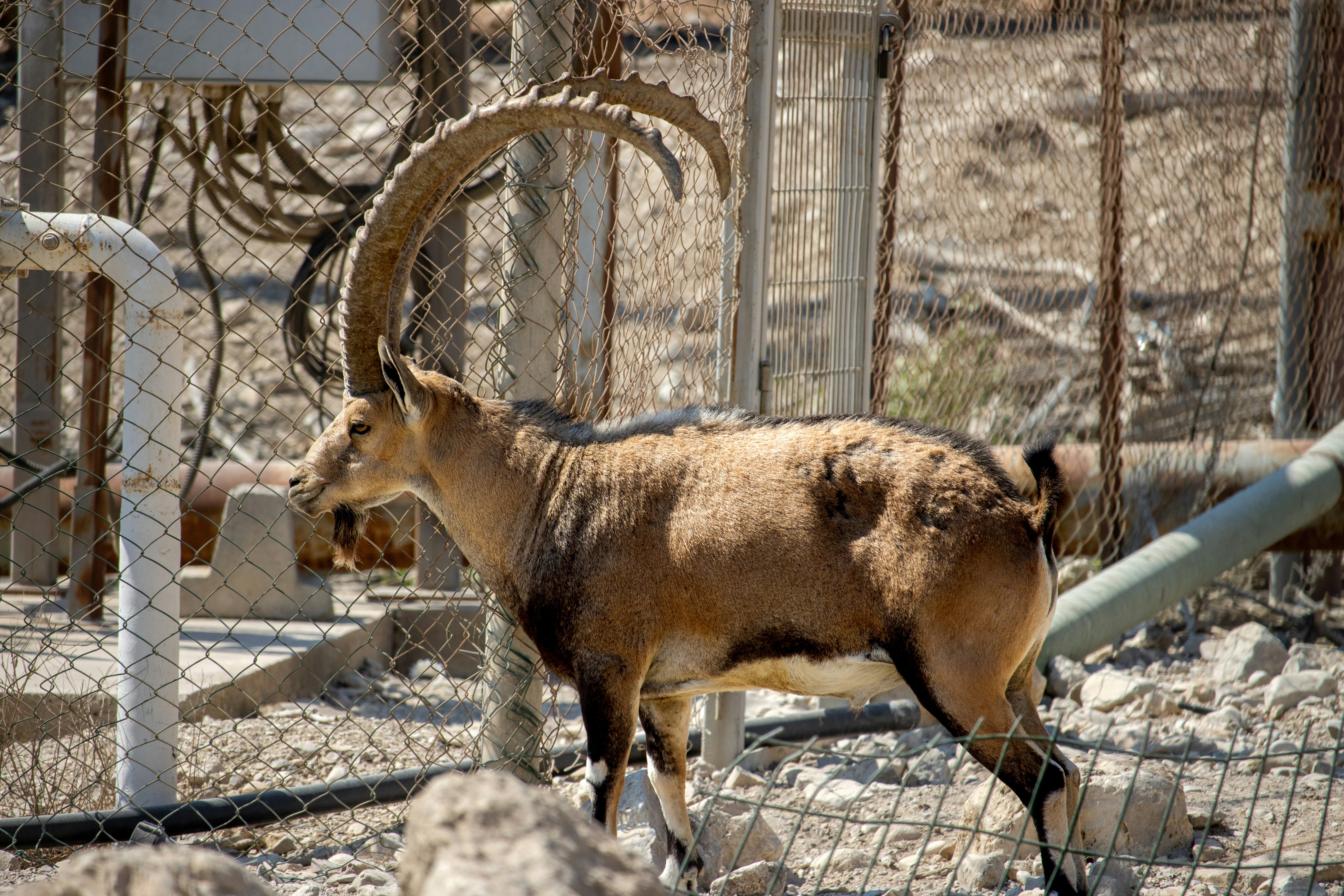 A goat in a fenced in area with rocks
