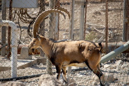 A majestic wild goat with large, curved horns stands behind a wire fence in a rocky enclosure. The background consists of industrial-looking metal structures and pipes, suggesting a zoo or wildlife reservation setting.