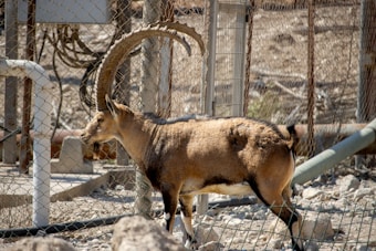A majestic wild goat with large, curved horns stands behind a wire fence in a rocky enclosure. The background consists of industrial-looking metal structures and pipes, suggesting a zoo or wildlife reservation setting.