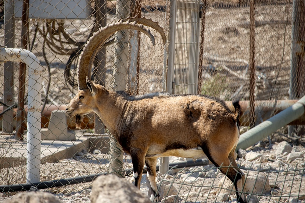 a goat in a fenced in area with rocks