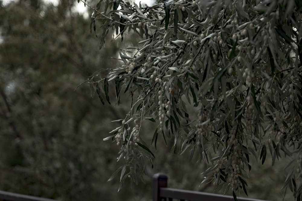 a bench sitting next to a tree covered in snow