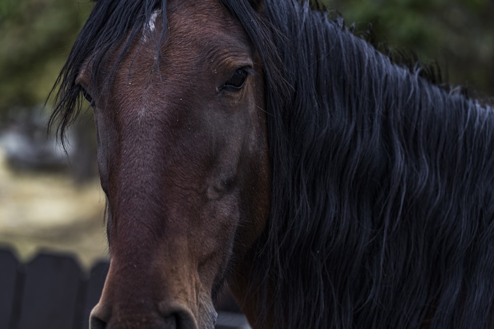 a brown horse standing next to a black fence