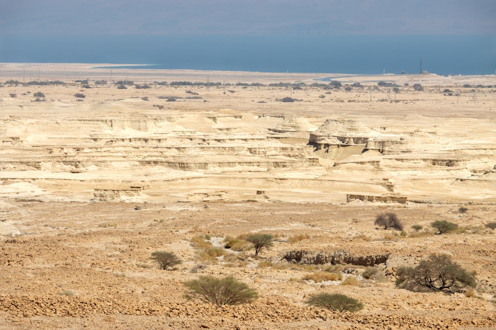 una vista di un vasto deserto con alberi radi