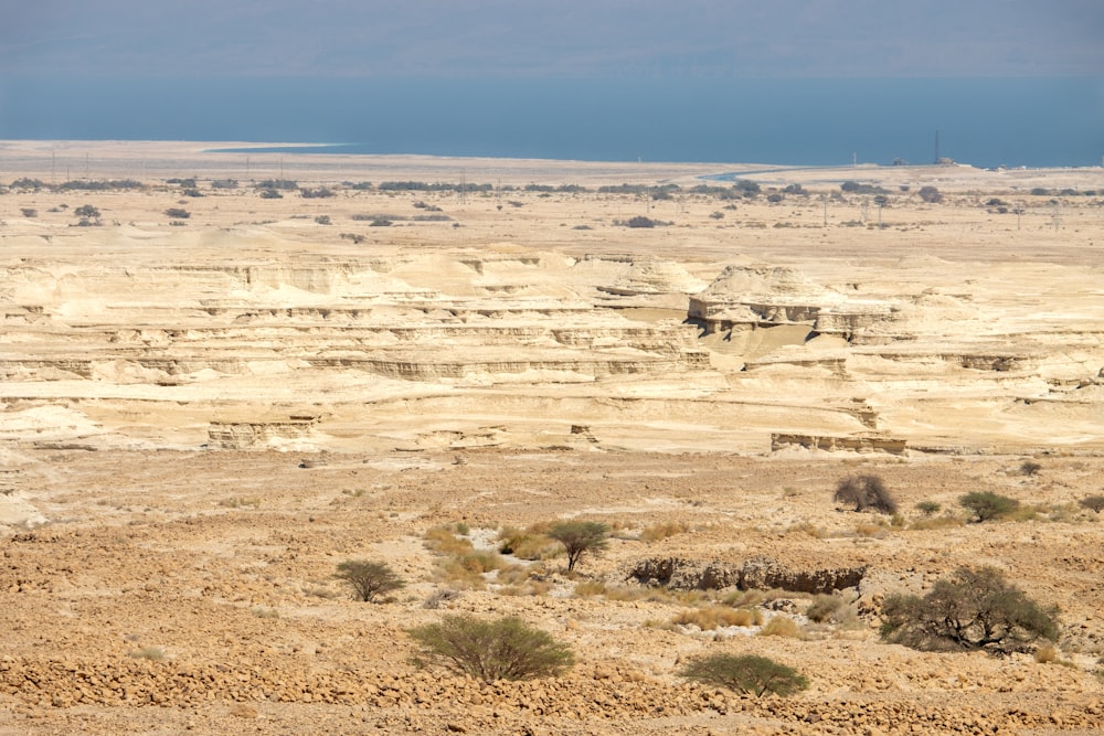 uma vista de um vasto deserto com árvores esparsas