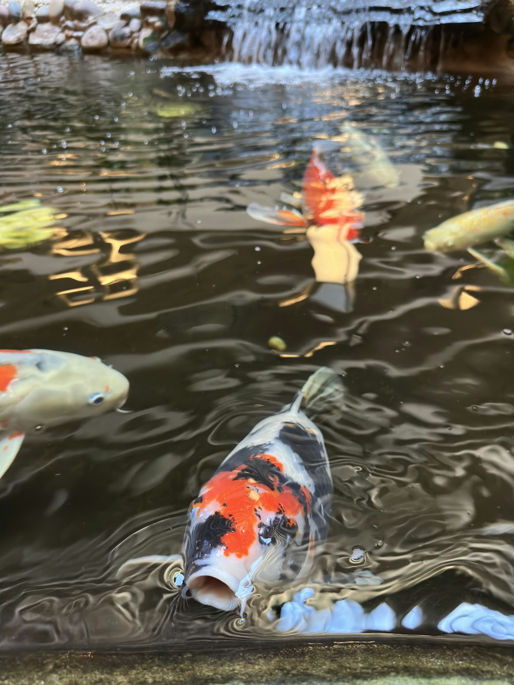 a group of koi fish swimming in a pond