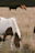A serene shot of a chestnut horse grazing peacefully near a rustic wooden fence at Ruby Ranch during golden hour.
