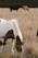 A serene shot of a chestnut horse grazing peacefully near a rustic wooden fence at Ruby Ranch during golden hour.