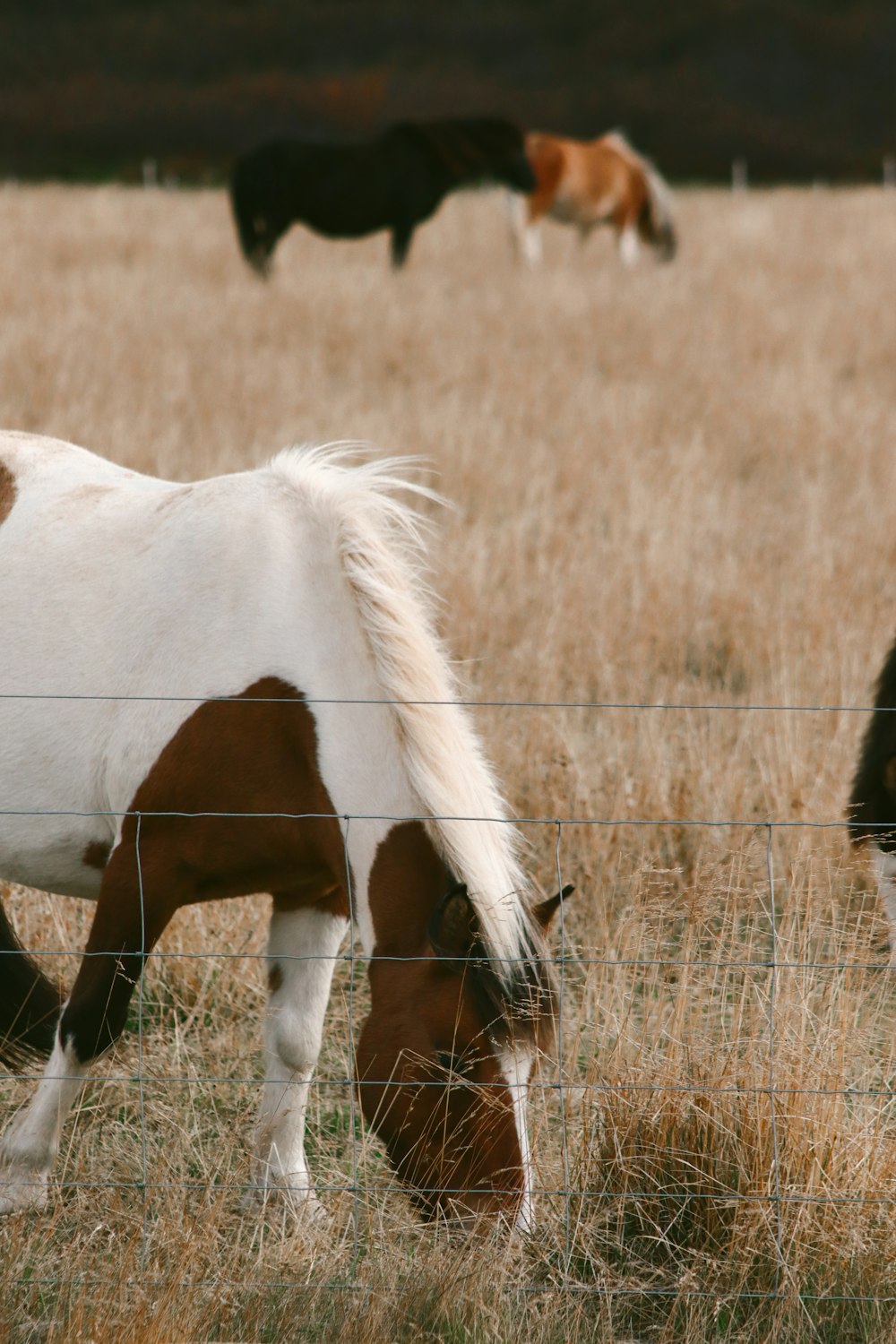 a brown and white horse grazing in a field