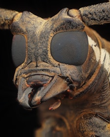 An extreme close-up view of an insect's face, showcasing large compound eyes and intricate textures. The image highlights the unique and detailed features of the insect's exoskeleton and mouthparts.