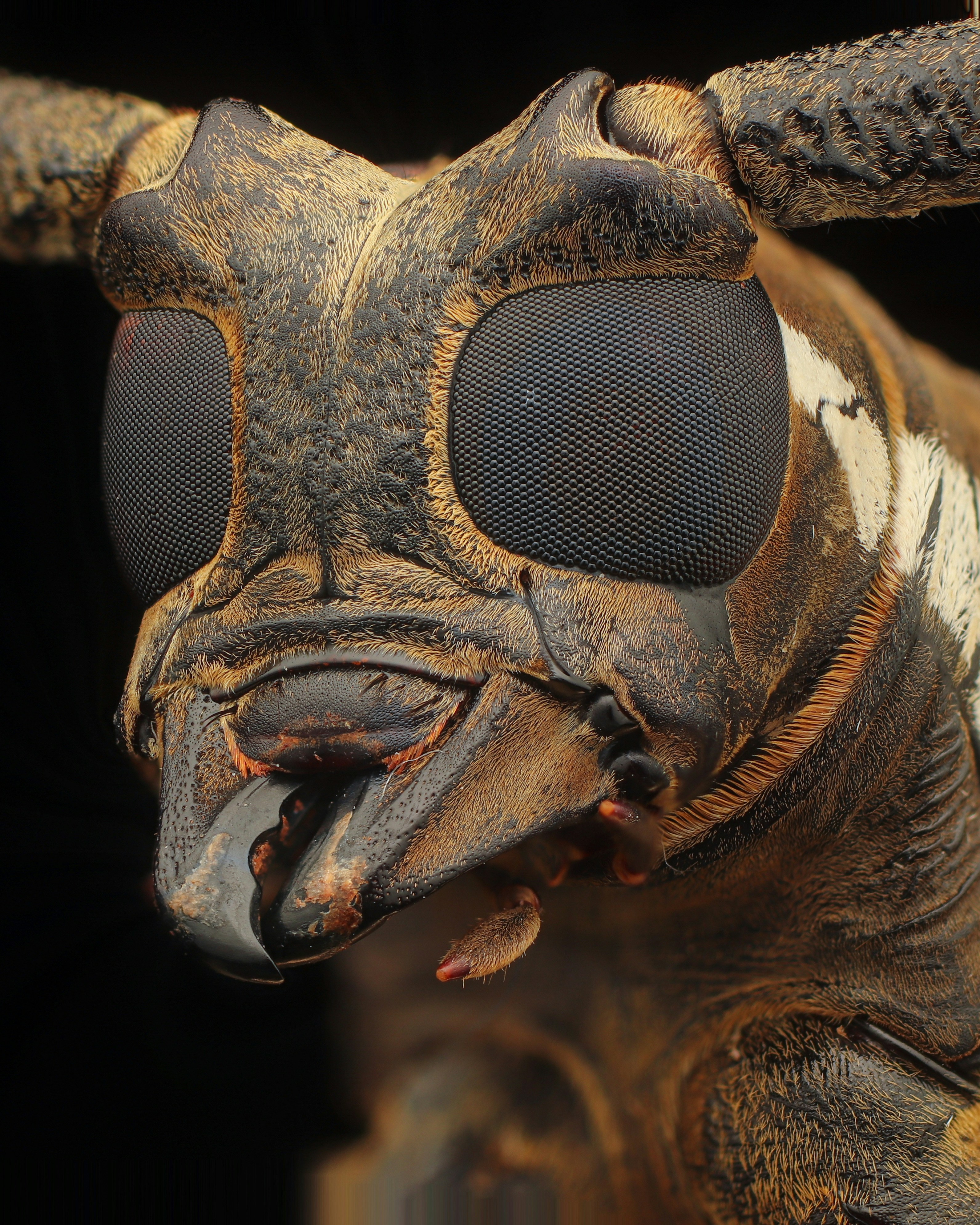 great photo recipe,how to photograph a close up of a bug's face and eyes