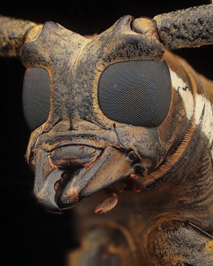 macro photography,how to photograph a close up of a bug's face and eyes
