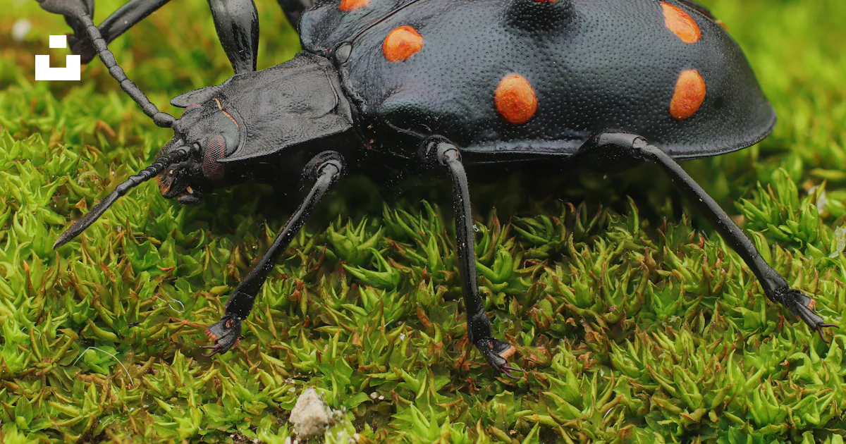 Bug Back A black bug with orange spots on it's back legs photo – Free Animal ...