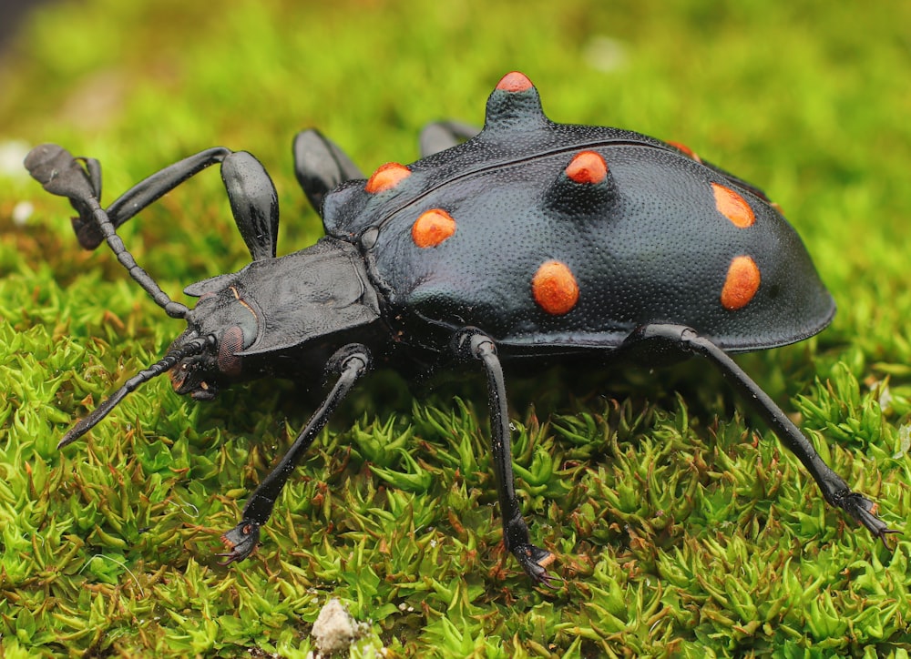 a black bug with orange spots on it's back legs