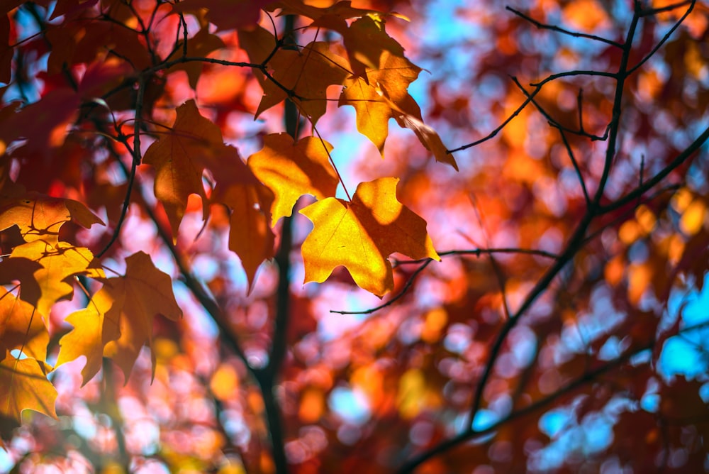 a tree that has some leaves on it