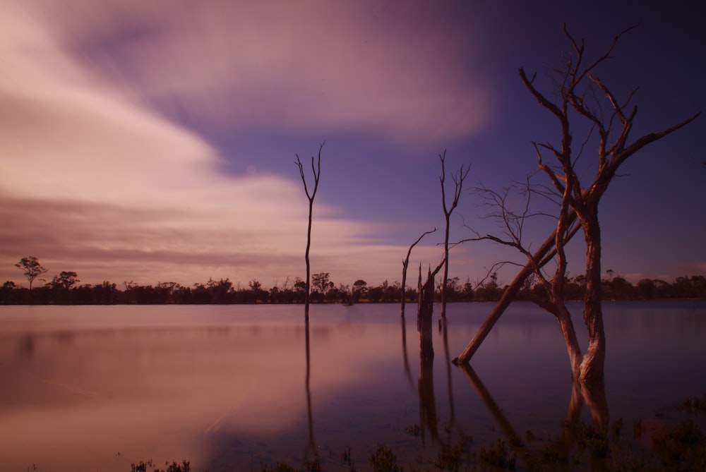 a body of water that has some trees in it