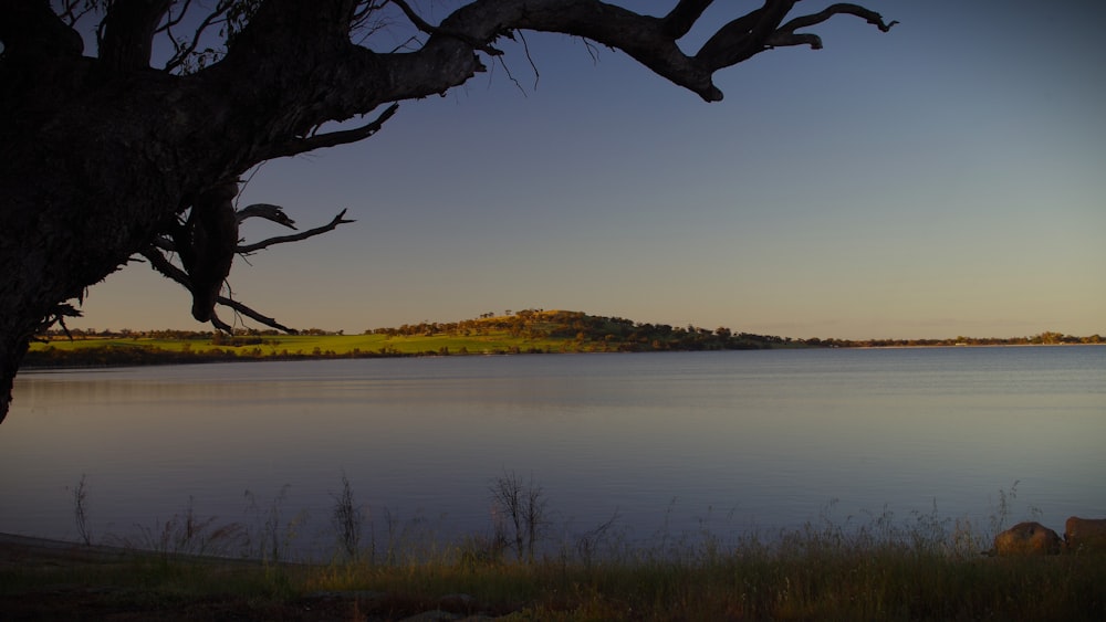 a large body of water sitting next to a forest