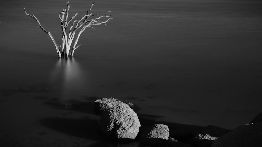 a black and white photo of a tree in the water