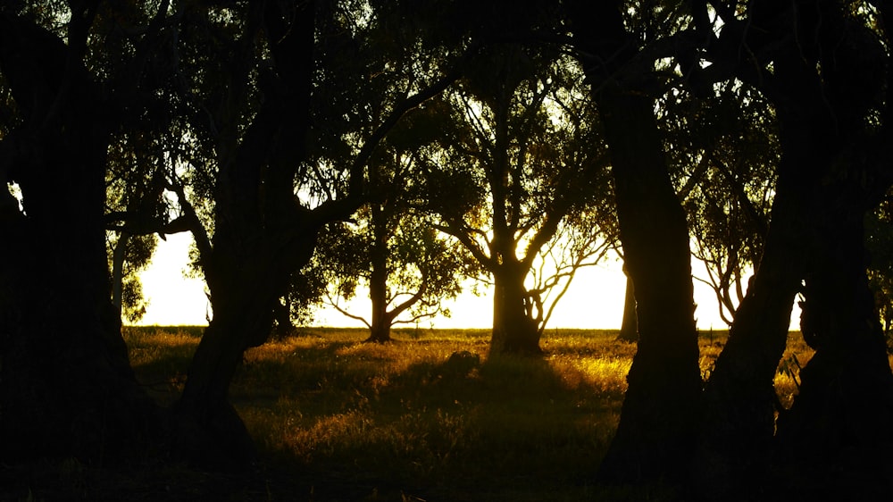 the sun is shining through the trees in the field