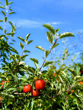 Orchard with apple trees under a bright blue sky, highlighting fresh apples ready for harvest.