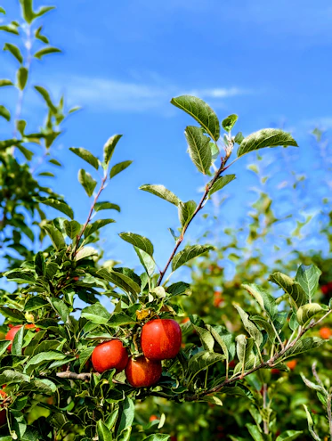 Orchard with apple trees under a bright blue sky, highlighting fresh apples ready for harvest.