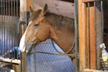 A sleek veterinary medicine bottle next to a healthy horse in a sunlit stable.