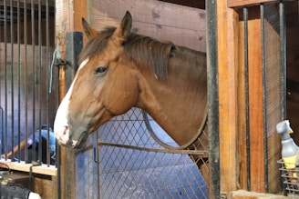 A brown horse with a white blaze on its face stands inside a wooden stable, peering over a metal gate. The interior of the stable is constructed with wooden planks, and there is a spray bottle placed on a shelf to the side.