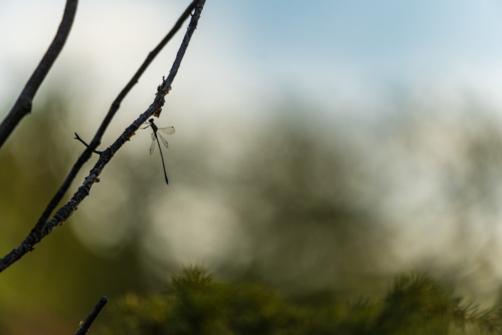 a close up of a tree branch with a bug on it