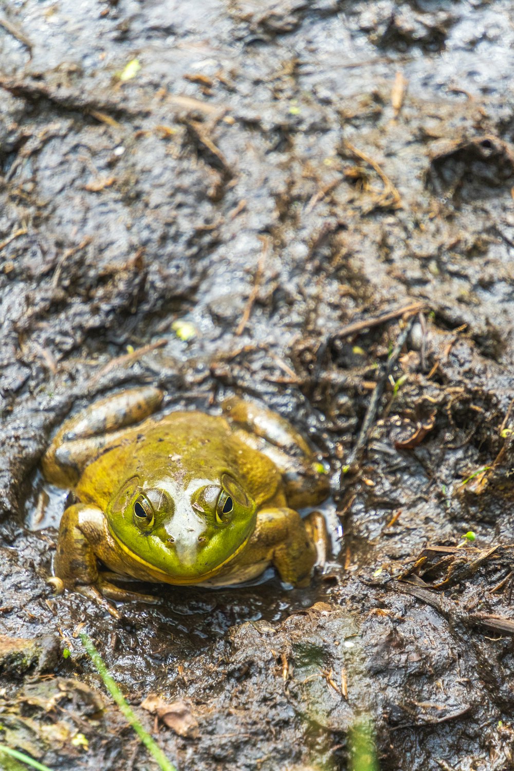 a frog that is sitting in the mud