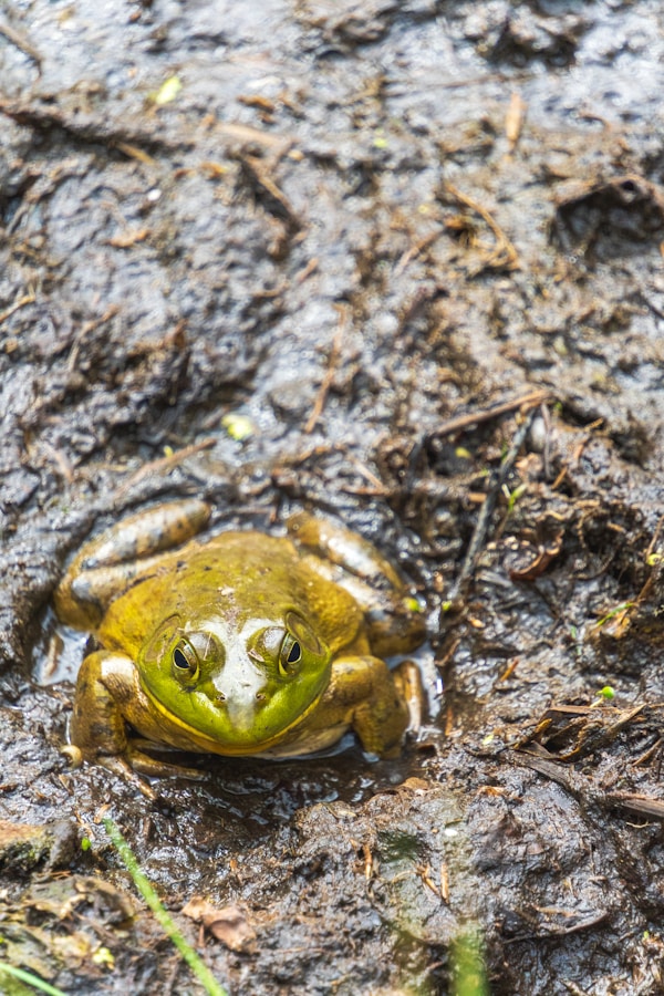 A frog that is sitting in the mud