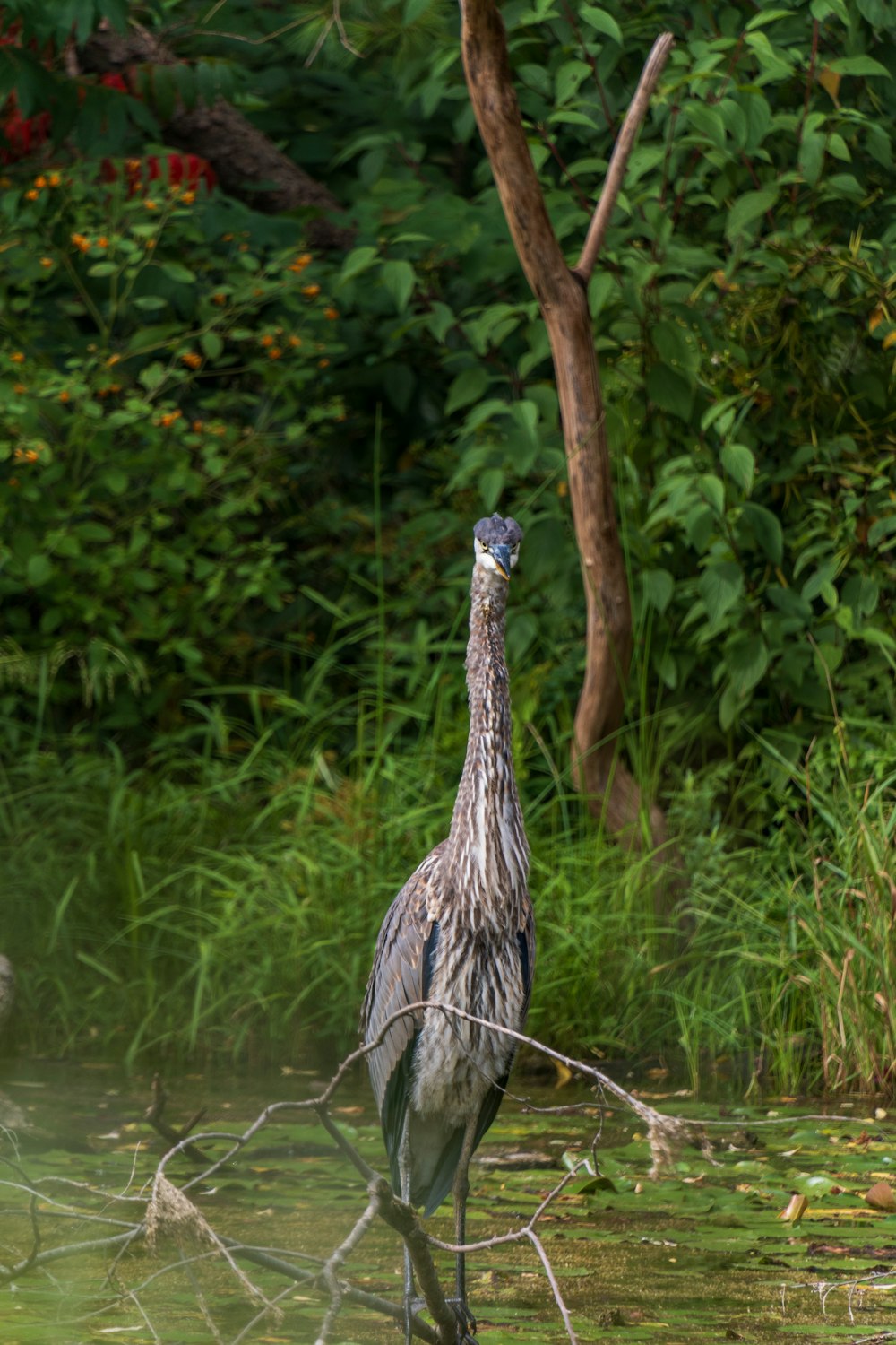 a large bird standing in a body of water