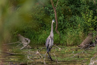 A heron stands amidst shallow water in a lush, green wetland environment. Surrounding it are layers of foliage and trees, with fallen branches scattered in the water. The scene is calm and natural, capturing the essence of a peaceful wildlife habitat.